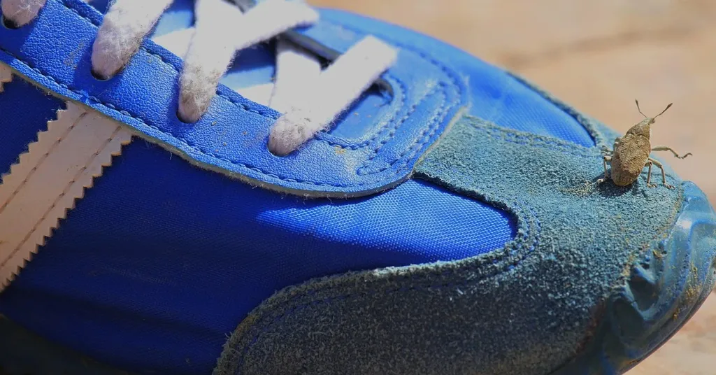 Adidas Vs Nike